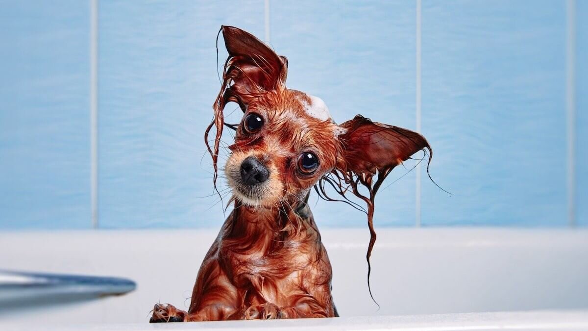آیا می توانم سگ خود را با صابون و شامپوی معمولی بشویم؟