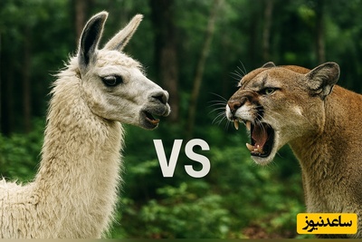 ویدئوی حیات وحش روز؛ این ماجرای راز بقا: نبرد نفسگیر لاما و شیر کوهی!