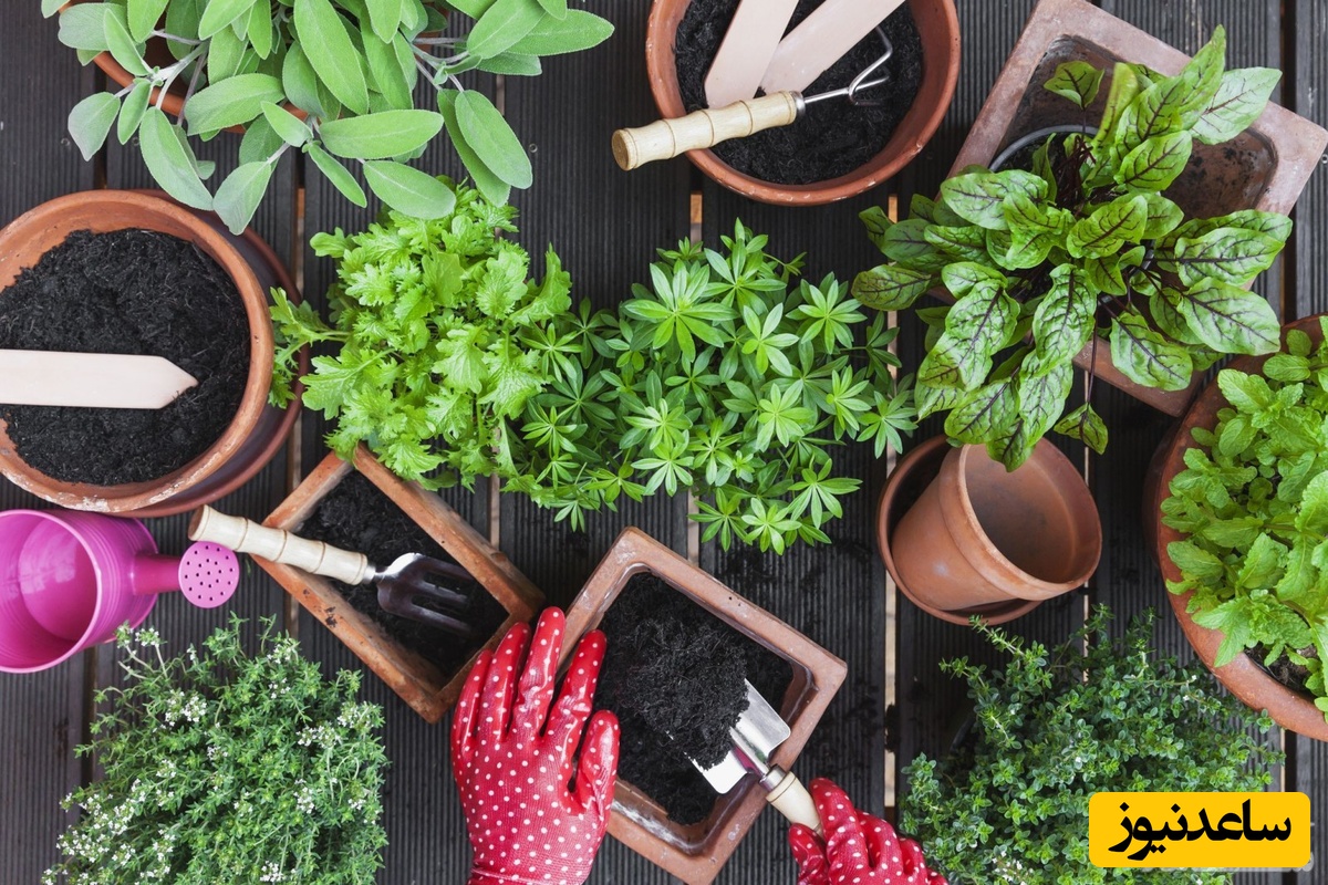 سیر تا پیاز تهیه خاک گلدان در منزل برای زیباتر کردن گل های خانه+ عکس