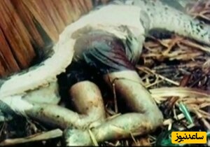 لحظه رعب آور بلعیده شدن انسان توسط مار پیتون غول پیکر + فیلم