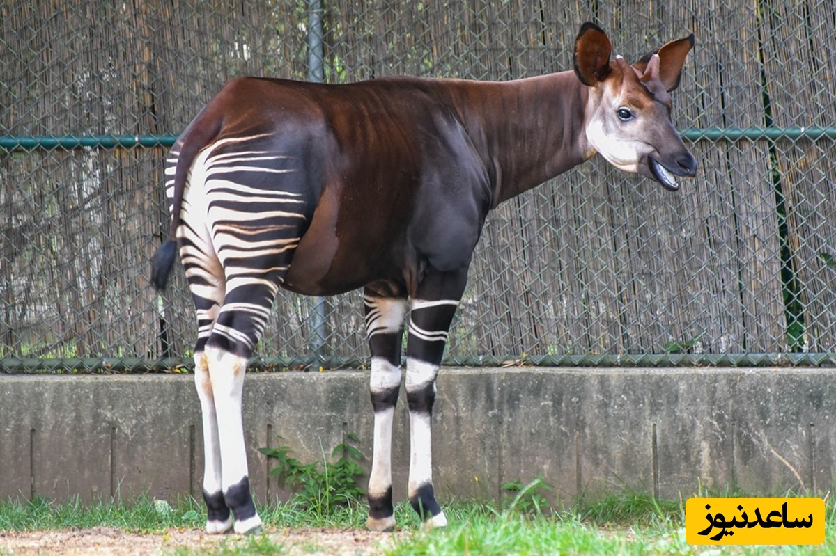 زیباترین الاغ جهان که شبیه اسب است، «خرپگا» گوش‌های عجیب شما را شگفت زده میکند! +تصاویر
