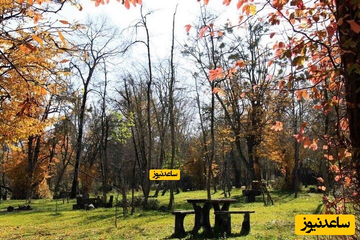 جنگل سیسنگان