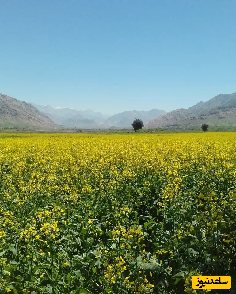 عکس از: سایت Google Maps