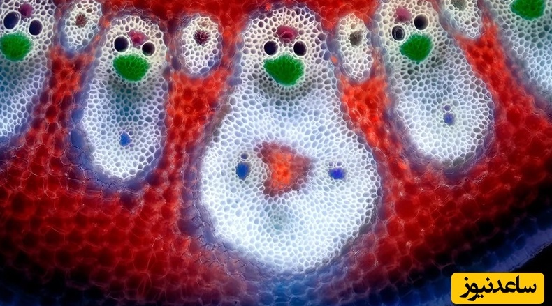 نگاهی به شاهکارهای عکاسی میکروسکوپی در سال 2025/ از دیدنش شگفت زده میشین+ تصاویر