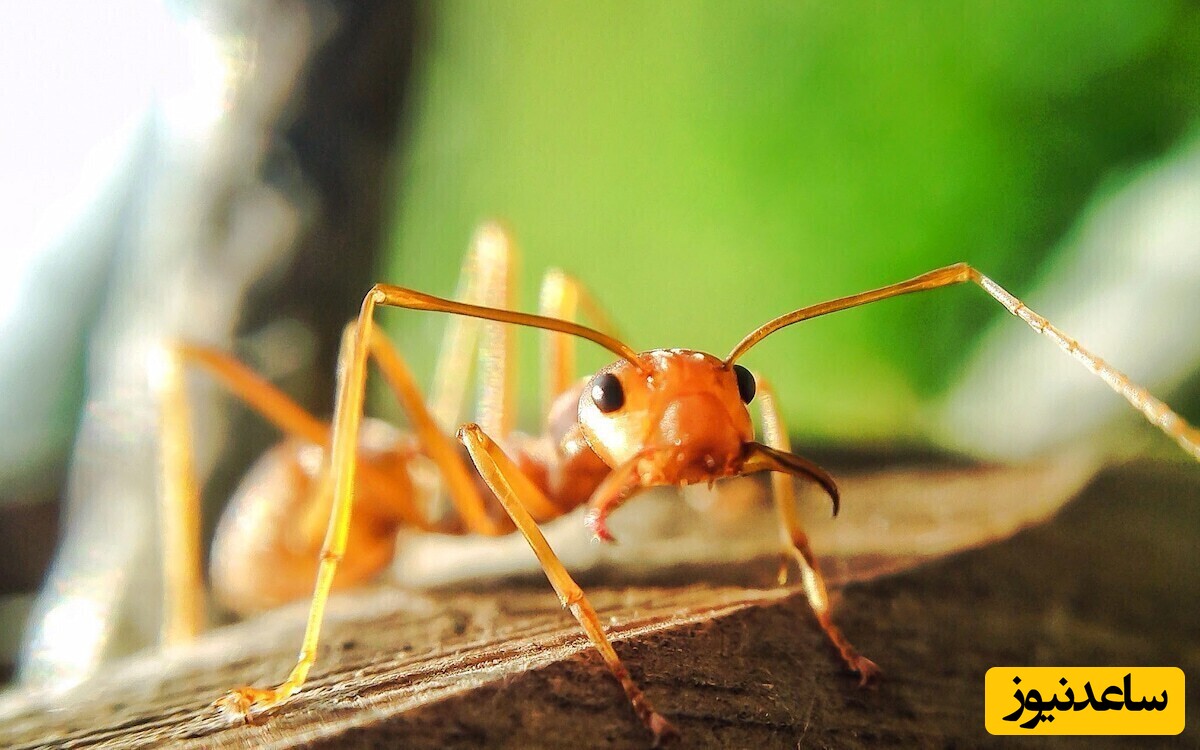 حیات وحش ؛  مورچه های دیوانه زرد در برابر خرچنگ سرخ