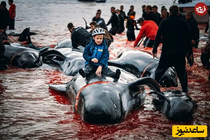 برنده بخش حفاظت از محیط زیست دریایی