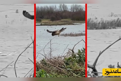 فیلم مهارت خارق العاده دلیجه در شکار طعمه