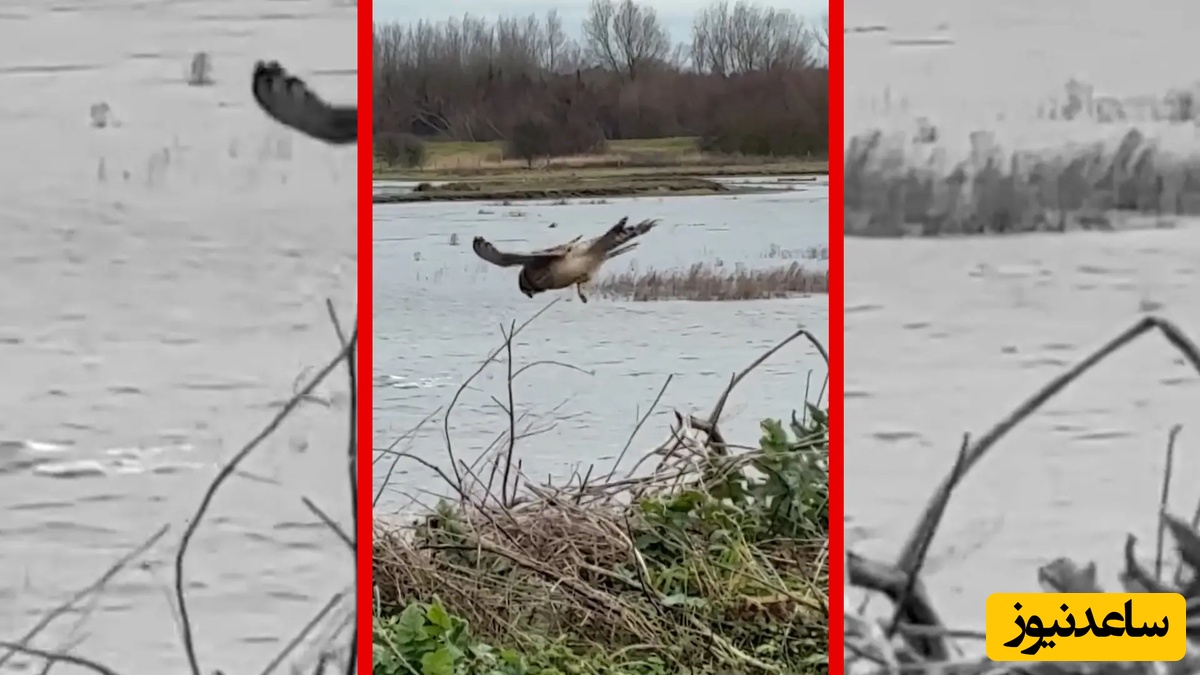 فیلم مهارت خارق العاده دلیجه در شکار طعمه/ این مهارت شگفت انگیزه