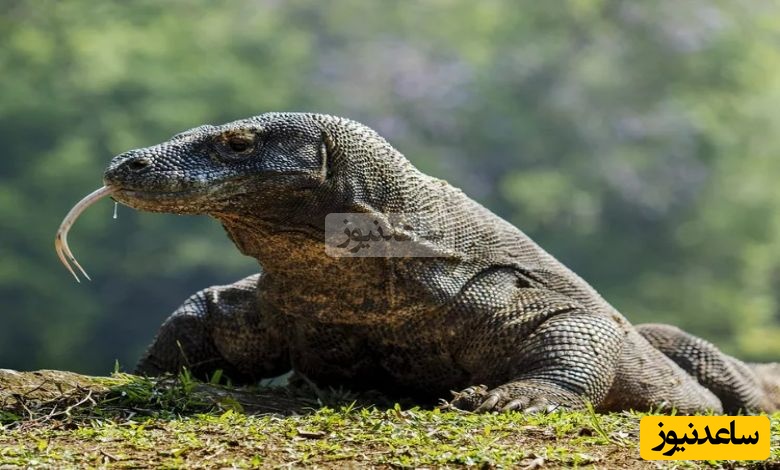 جانورانی که رکورداران «تولیدمثل» هستند+عکس