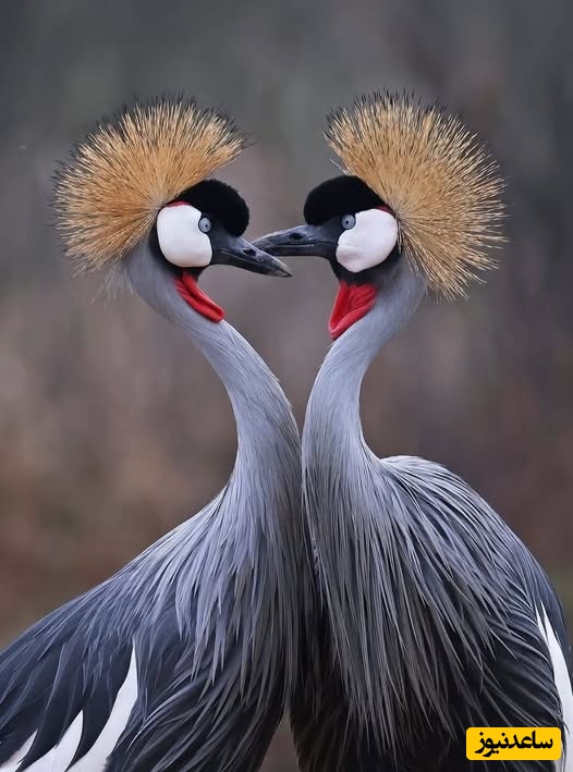 مستند حیات وحش؛ زیباترین و کمیاب‌ترین دُرناهای جهان در این 5 گونه خلاصه می‌شود+ فیلم