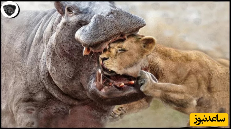 مستند حیات وحش| نبرد نفسگیر نبرد نفس‌گیر اسب آبی با 5 شیر ماده