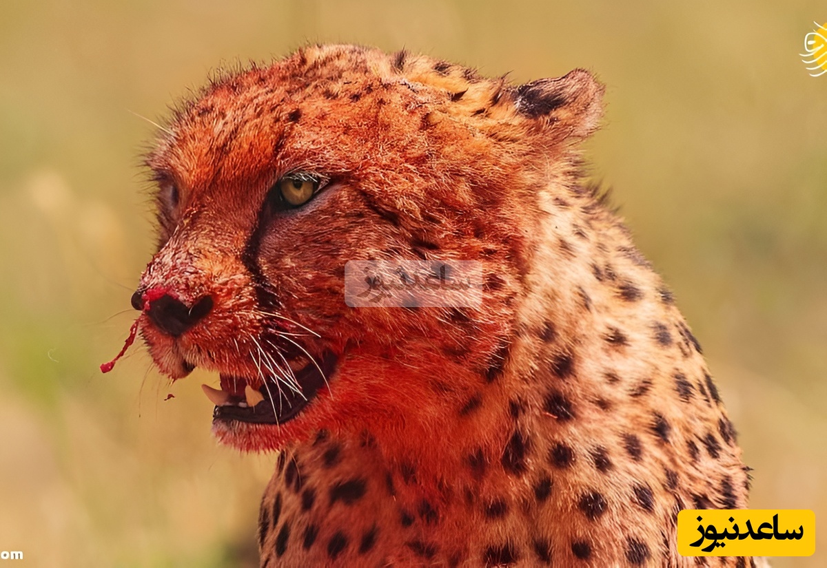 وقتی یک چیتا به سرعت باورنکردنی خودش پی میبره!/ شاهکار طبیعت در تکامل و بقای جانداران! +ویدیو