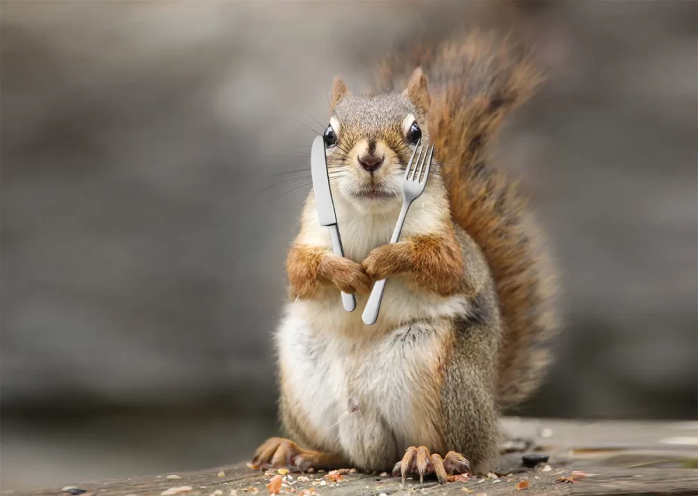 (ویدیو) مستند حیات وحش/ یک لحظه از طبیعت وحشی: شکار سنجاب توسط گربه دم‌کوتاه در طبیعت