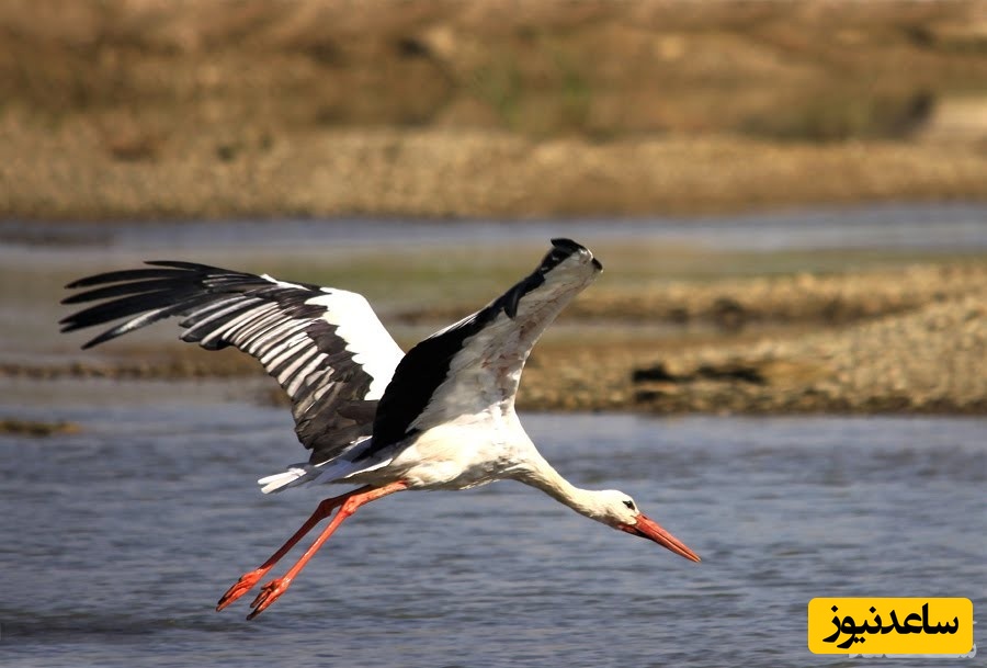 دیدن حاجی لک لک در خواب چه تعبیری دارد؟ / تعبیر خواب حاجی لک لک
