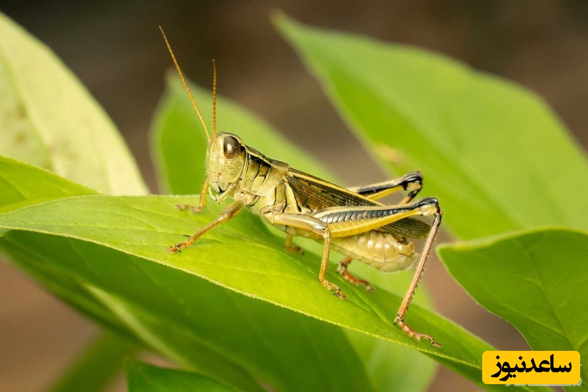 دیدن حمله ملخ در خواب چه تعبیری دارد؟ / تعبیر خواب ملخ