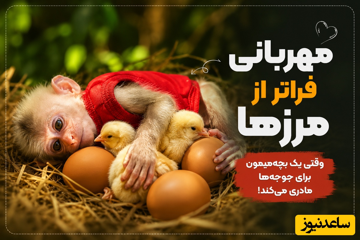 این ویدیو رو تا آخر ببین، دلتو می‌بره/ این بچه میمون 5تا جوجه ناز رو تو جنگل به سرپرستی گرفت😍