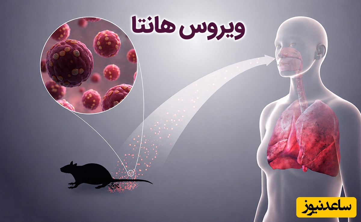 همه چیز درباره ویروس جدید هانتا؛ چقدر خطرناک است؟ + راه‌های انتقال و پیشگیری