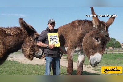 (ویدئو) مستند حیات وحش با بلند قدترین الاغ جهان/ فقط ببین چقدر ناز و کیوته😍/ همراه دوست صمیمیش تو گینس هم ثبت شدن