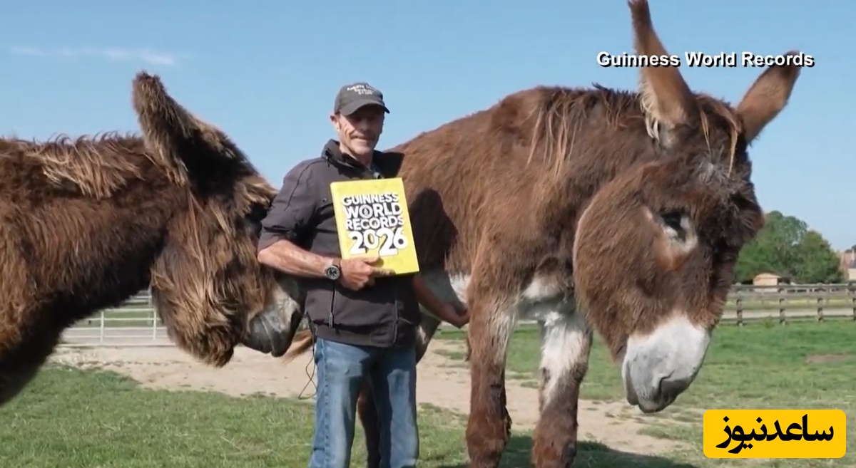 (ویدئو) مستند حیات وحش با بلند قدترین الاغ جهان/ ای خدا، چقدر ناز و کیوته😍/ همراه دوست صمیمیش تو گینس هم ثبت شدن