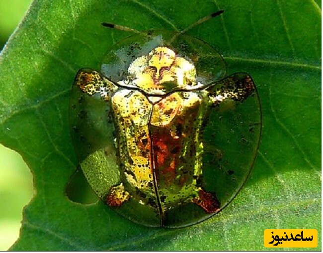 4- سوسک سنگ‌پشتی طلایی (Charidotella sexpunctata)