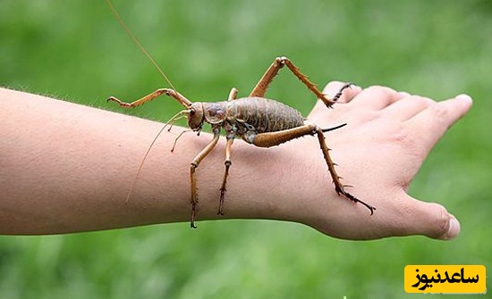 وتای غول پیکر (Giant weta)