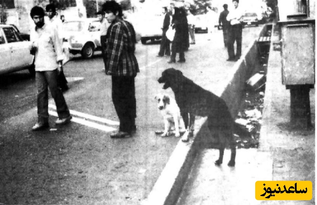 عکس؛ سفر در زمان؛ سگ‌های ولگرد و موتورسواران بی‌گواهینامه تهران را بهم ریختند!