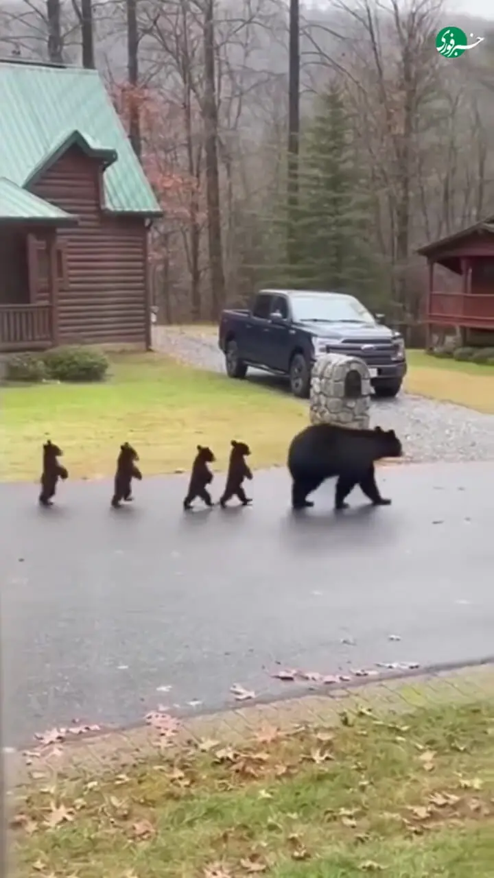 مستند حیات وحش؛ این داستان راه رفتن بامزه بچه خرسها روی دو پایشان شبیه انسان‌ها و هنگام رد شدن از خیابان+فیلم