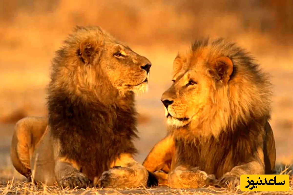 حیات وحش؛ مستند حیات وحش حیوانات / پشت پرده زندگی شیرها و ترس خنده دار نر از ماده