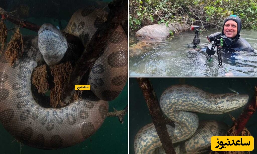 مواجهه اتفاقی با ترسناک‌ترین مار دنیا در اعماق رودخانه!