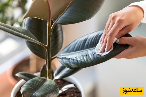 شرایط نگهداری فیکوس