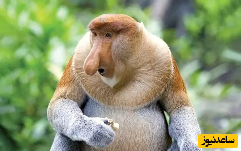 با زشت‌ترین حیوانات دنیا آشنا شو؛ اون‌قدر عجیب‌ان که فکر می‌کنی فتوشاپ شدن!