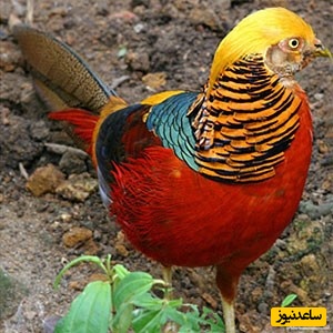 دیدن سیمرغ در خواب چه تعبیری دارد؟ / تعبیر خواب سیمرغ