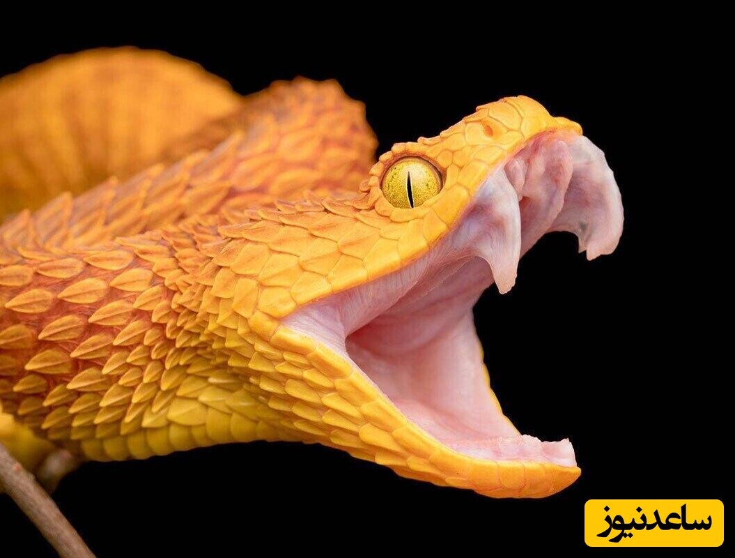 شکار بزرگترین مار جهان با بیل مکانیکی/ از تماشای عظمت آن حیرت زده می شوید