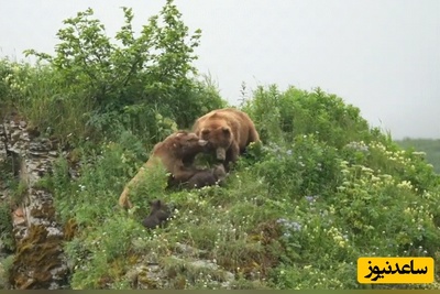 (ویدئو) مستند حیات وحش حیوانات/ خرس مادر در نبردی مرگبار برای نجات توله‌هایش