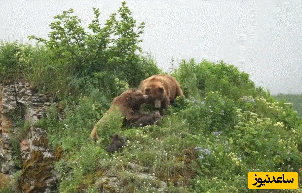 (ویدئو) مستند حیات وحش حیوانات/ خرس مادر در نبردی مرگبار برای نجات توله‌هایش