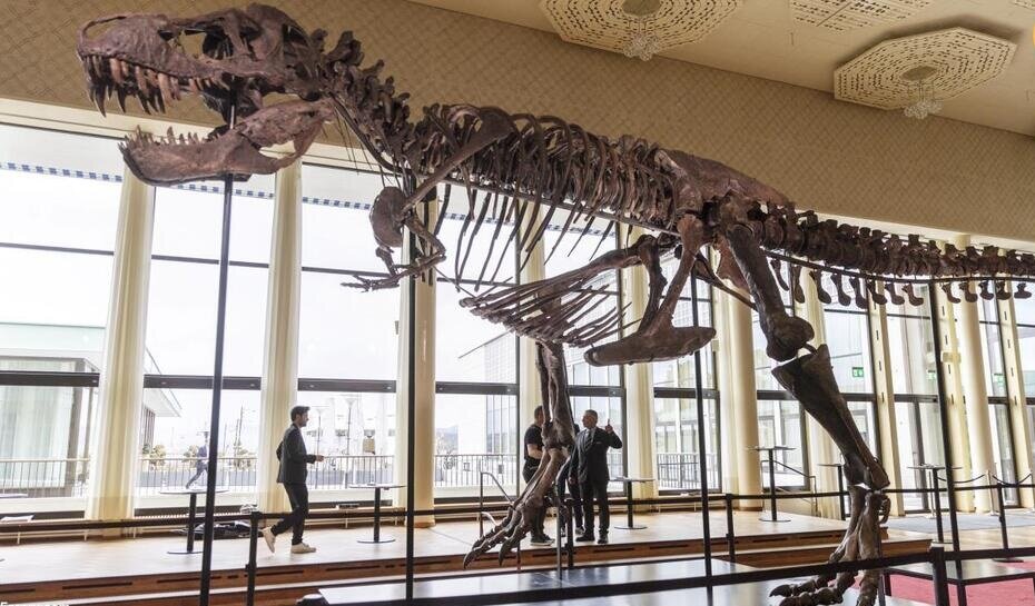 حراج اسکلت دایناسور Tyrannosaurus Rex (T-Rex) در سوئیس 