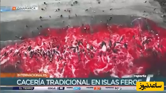 فیلمی دیده نشده از قتل عام وحشیانه و بی رحمانه دلفین ها در سواحل جزایر فارو