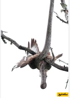 (ویدئو) حیات وحش ؛ مستند حیات وحش حیوانات / مار پیتون یک سارگپه را اعدام کرد!