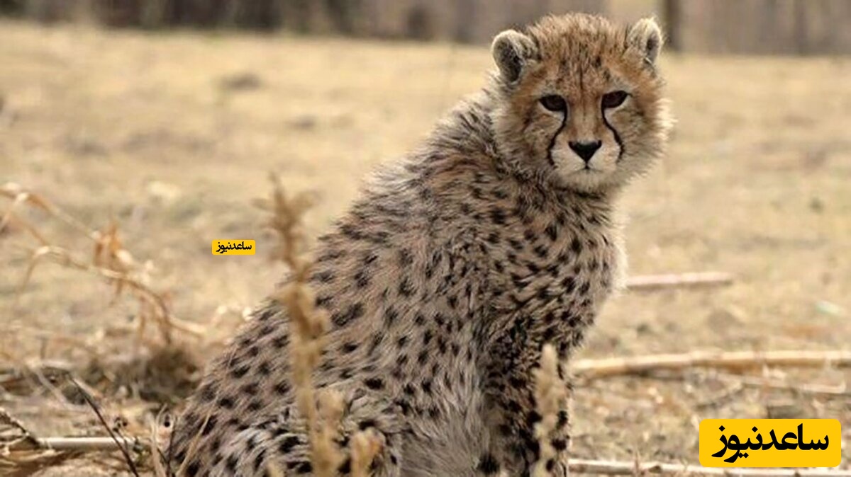 ویدیوی دلبرانه از آفتاب گرفتن «آذر و توران»