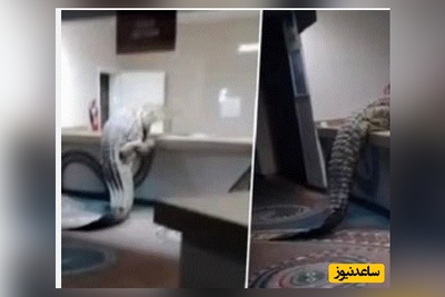 (ویدئو) مستند حیات وحش حیوانات/تصاویر تکان‌دهنده از ورود تمساح غول‌پیکر به آشپزخانه هتل