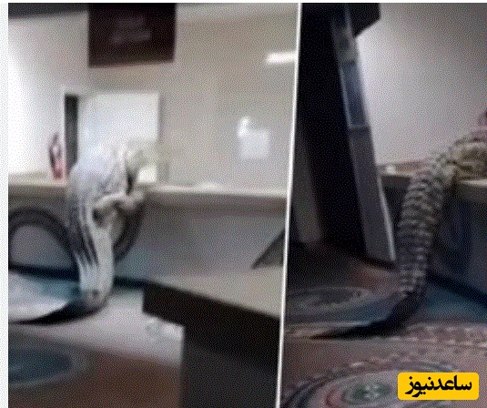 (ویدئو) مستند حیات وحش حیوانات/تصاویر تکان‌دهنده از ورود تمساح غول‌پیکر به آشپزخانه هتل