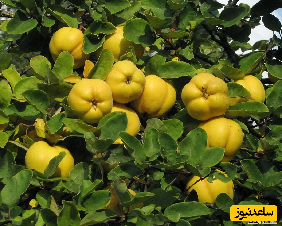 دیدن میوه‌ی به در خواب چه تعبیری دارد؟ / تعبیر خواب به