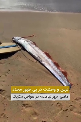 فیلم | ترس و وحشت در پی ظهور مجدد ماهی روز قیامت در سواحل کالیفرنیا