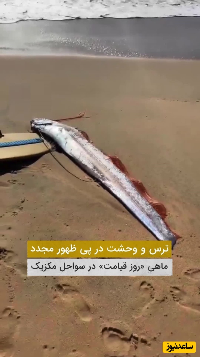 فیلم | ترس و وحشت در پی ظهور مجدد ماهی روز قیامت در سواحل کالیفرنیا