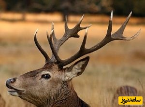 دیدن شاخ در خواب چه تعبیری دارد؟/ تعبیر خواب شاخ