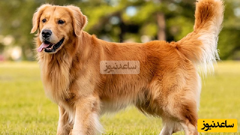 هوش باورنکردنی این سگ کل فضای مجازی رو ترکوند+ویدئو / فقط اونجایی که پنکه رو میزنه؛ بیچاره صاحبش فک کرده جن اومده خونش😂