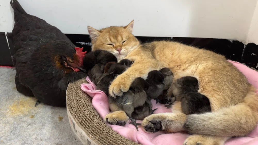 مستند حیات وحش؛ ویدیویی نادر از نجات مرغ توسط گربه؛ رفتار شگفت‌انگیز حیوانات در حیات وحش