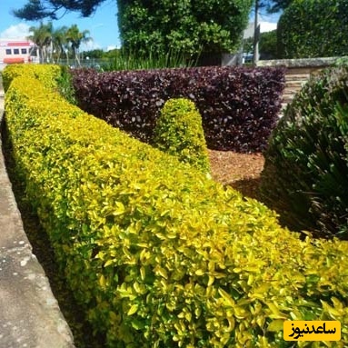 دیدن شمشاد در خواب چه تعبیری دارد؟ / تعبیر خواب شمشاد