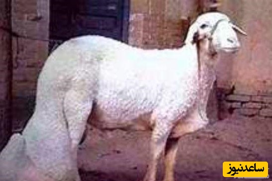 گوسفندهای دم بزرگ