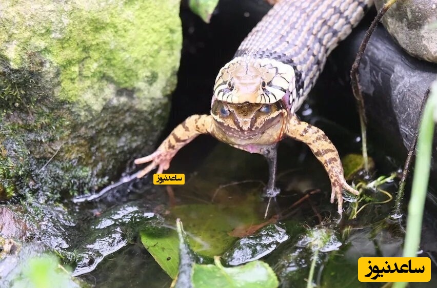 بلعیدن قورباغه توسط مار